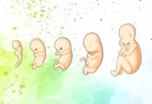 गर्भस्थ शिशु का वजन किस हफ्ते में कितना होना चाहिए