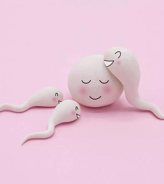 sperm for pregnancy