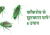 घर से कॉकरोचों से छुटकारा पाने के 6 तरीके कॉकरोच से छुटकारा पाने के 6 उपाय