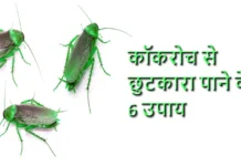 घर से कॉकरोचों से छुटकारा पाने के 6 तरीके कॉकरोच से छुटकारा पाने के 6 उपाय