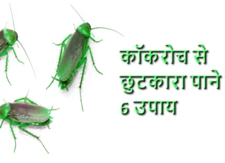 घर से कॉकरोचों से छुटकारा पाने के 6 तरीके कॉकरोच से छुटकारा पाने के 6 उपाय